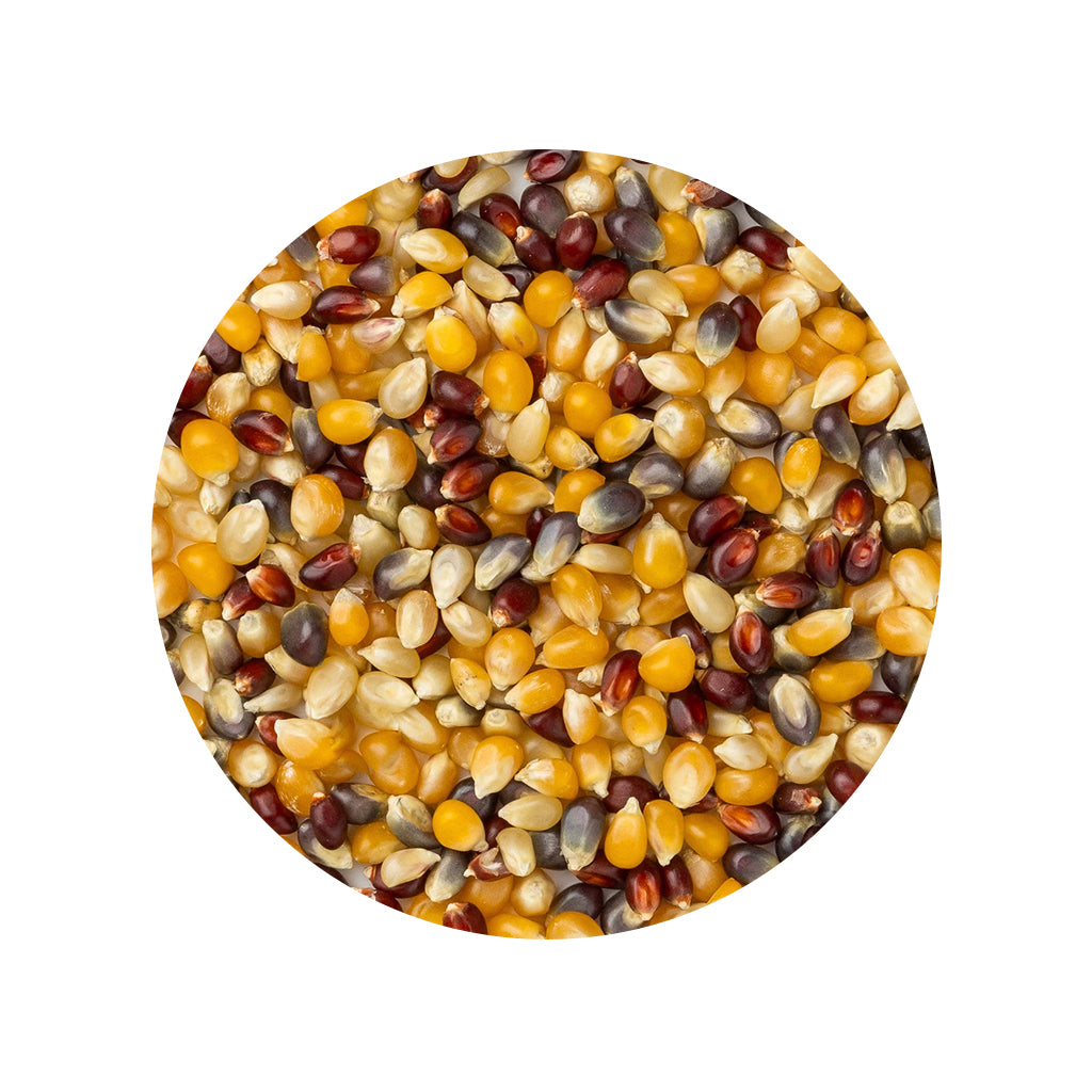 Rainbow Popcorn - 5 lb Bulk